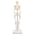 3B Scientific Mini Skeleton Shorty - w/ 3B Smart Anatomy 1000039